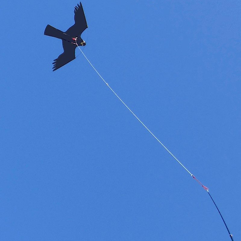 Hawk Kite Replacement