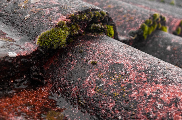 Roof tiles with moss growth