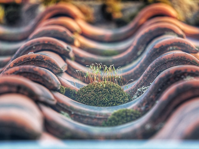 Moss growth on a roof