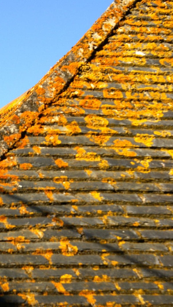 Old yellowy orange moss on roof tiles