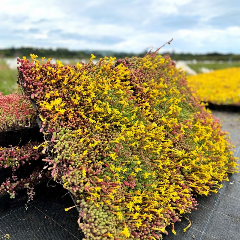 Wildflower green roof