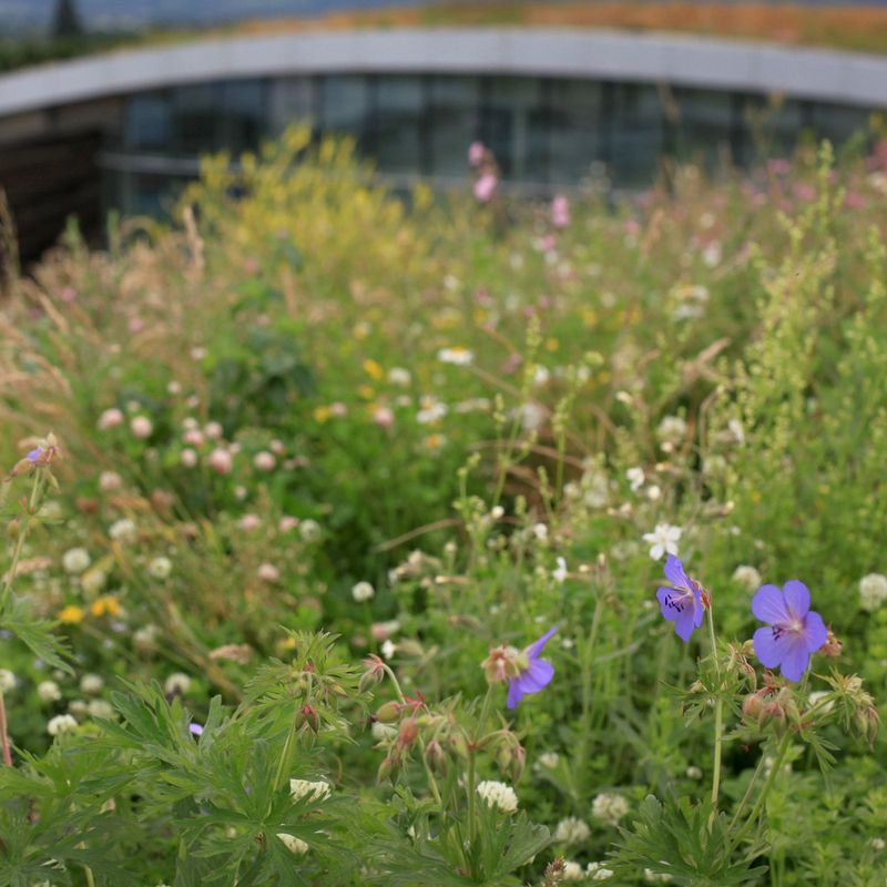 wildflowers for green roof