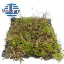 WallBarn Green Roofing Systems