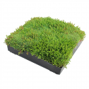 Sedum Roof