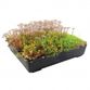 Wallbarn Green Roofing Systems
